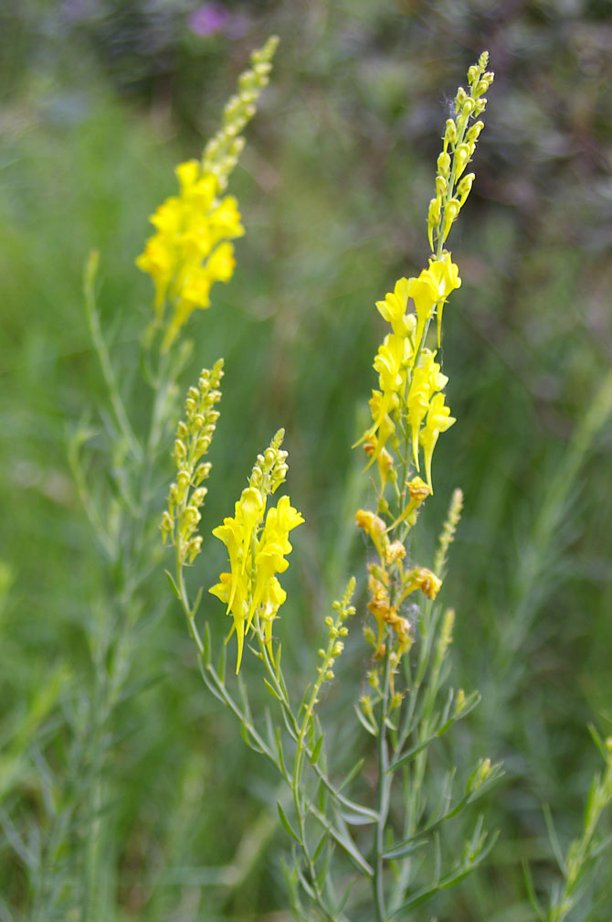 Linaria angustissima/Linajola italica